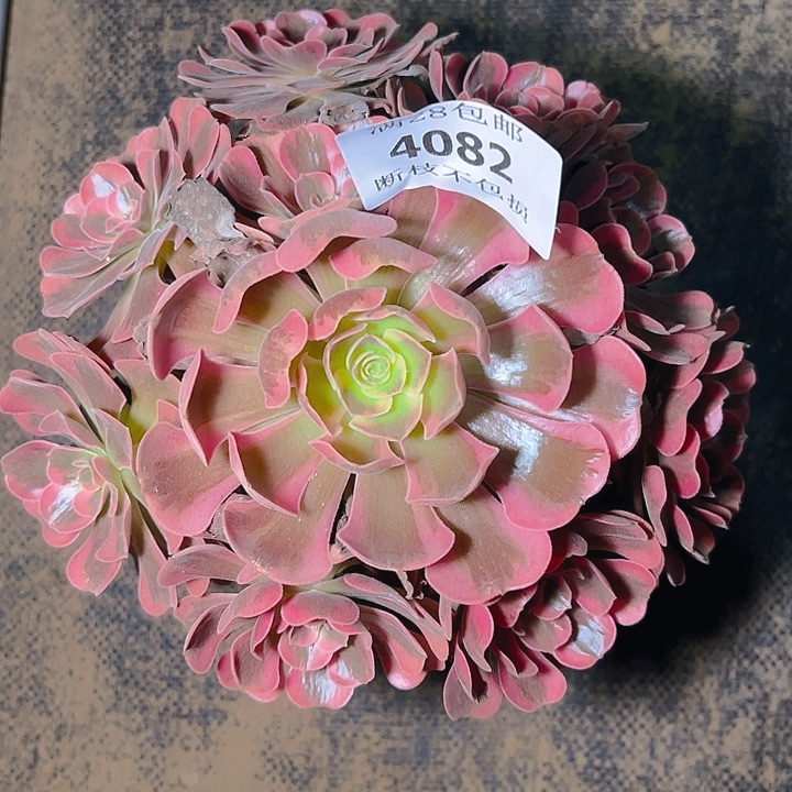 4085爱神多肉植物