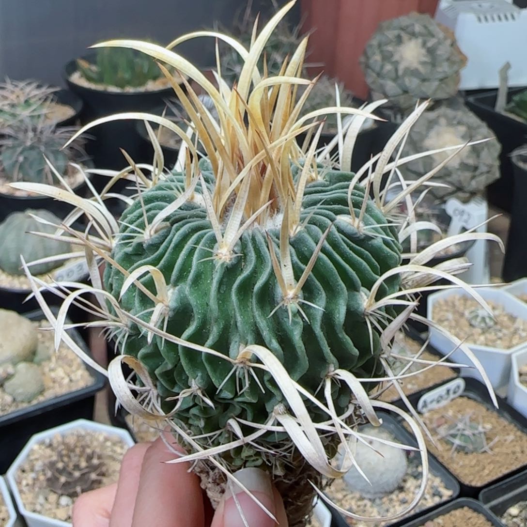 实生喷泉刺振武玉多肉