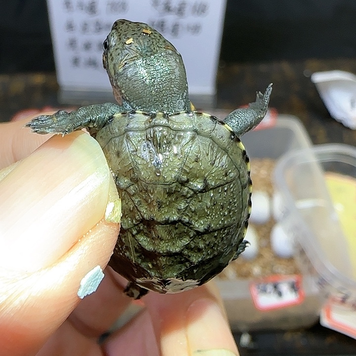 不分公母毛竹泥龟全品