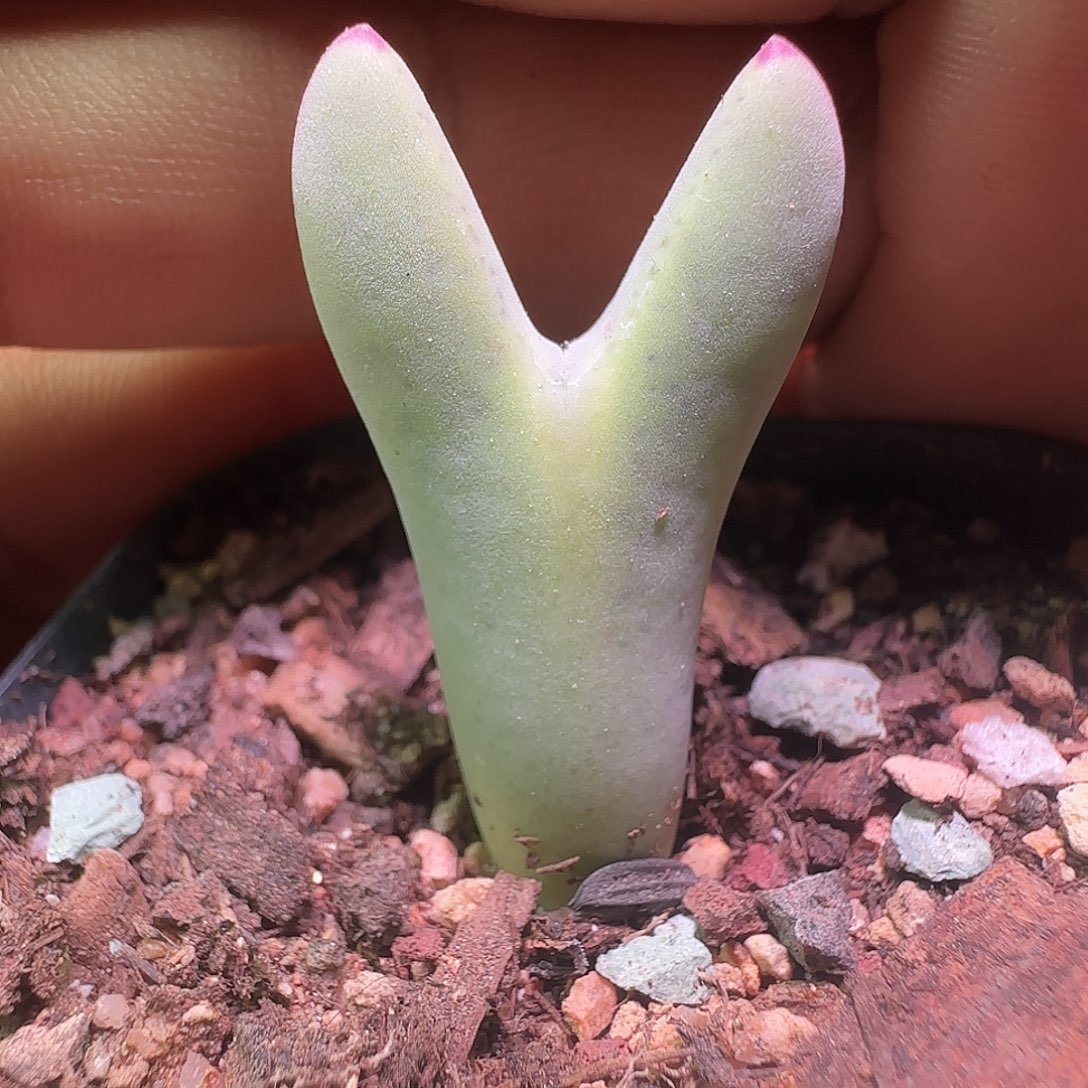 毛少将。          769