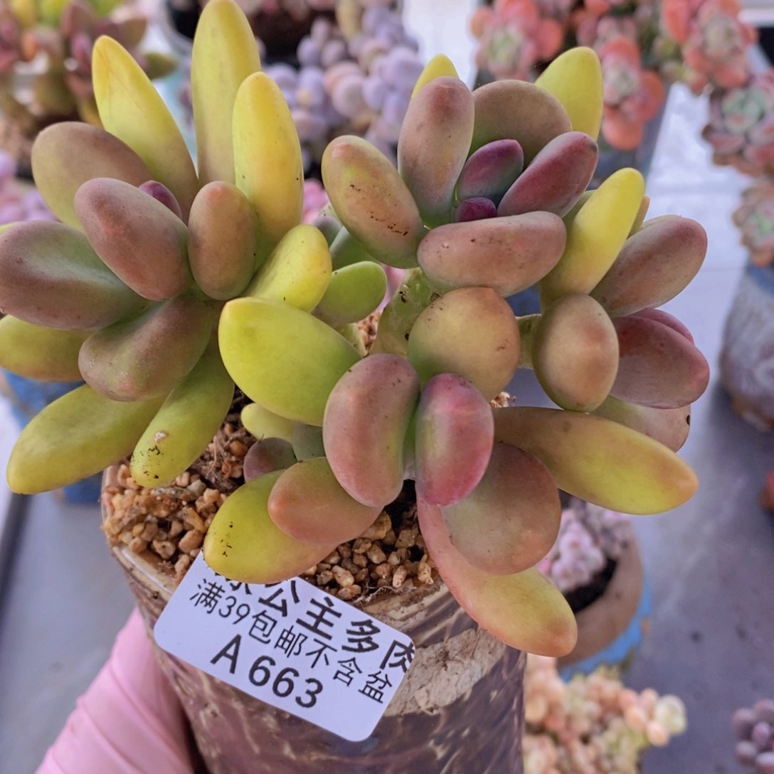 芒果奶11cm663多肉植物