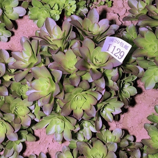 1129魅金玫瑰多肉植物