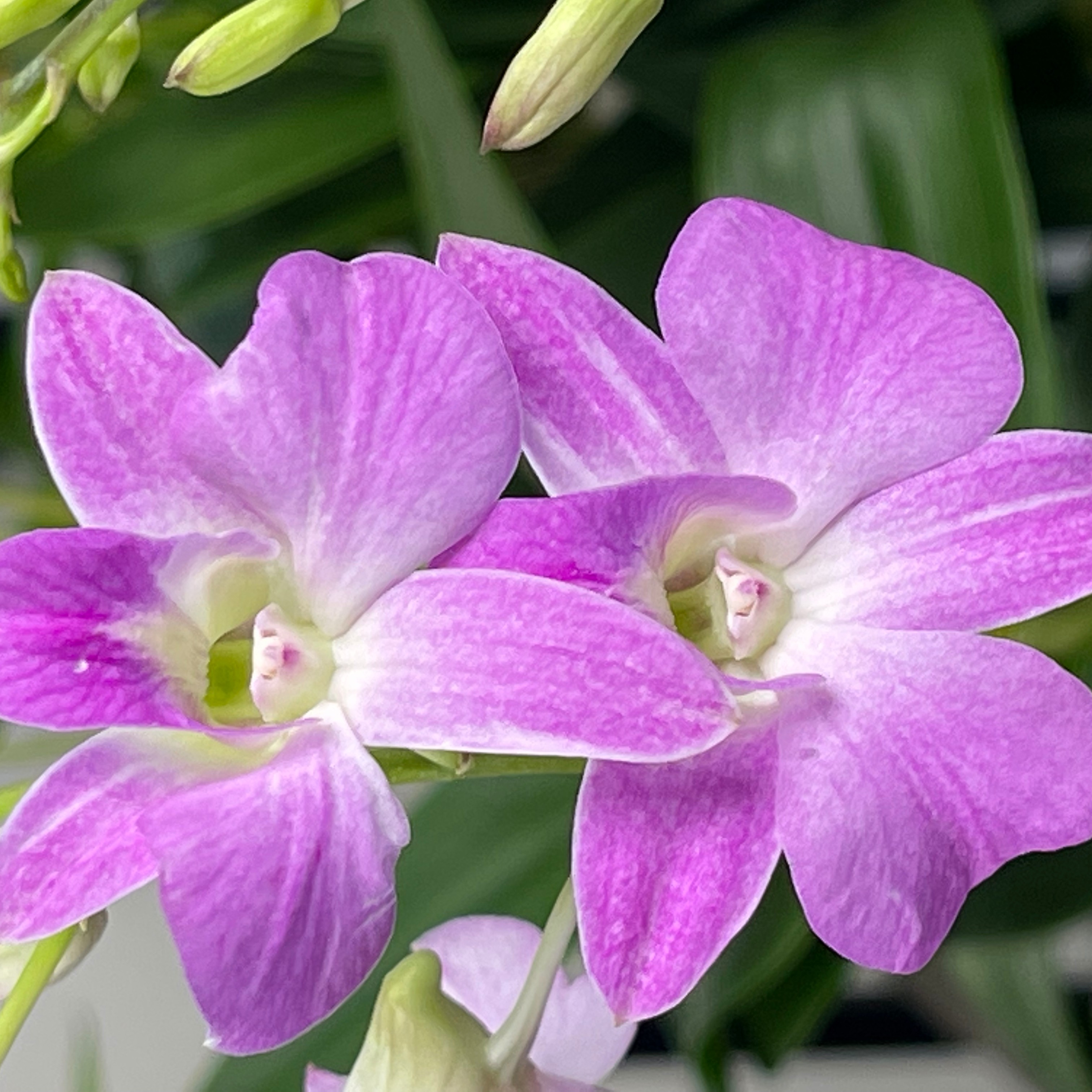  【水晶】秋石斛带花苞的石斛兰花盆栽四季开花好养家庭园艺盆栽