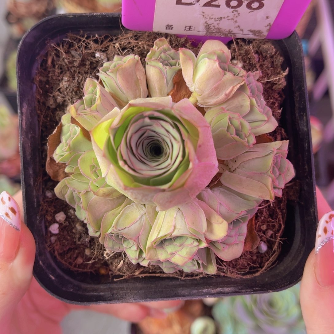 单品一物一拍268号