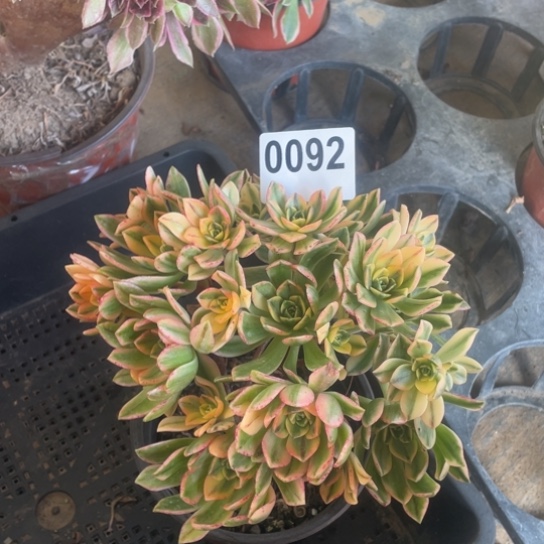 多肉植物0092甜茶