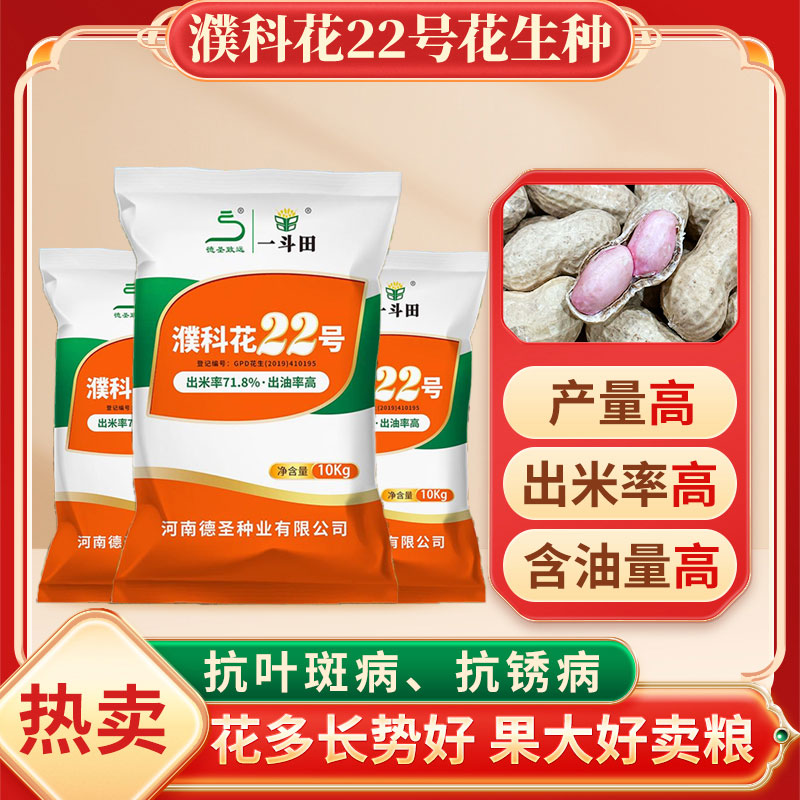 【濮科花22号】高产花生种 粒粒罗汉果 含油量高出米率高籽大抗叶斑