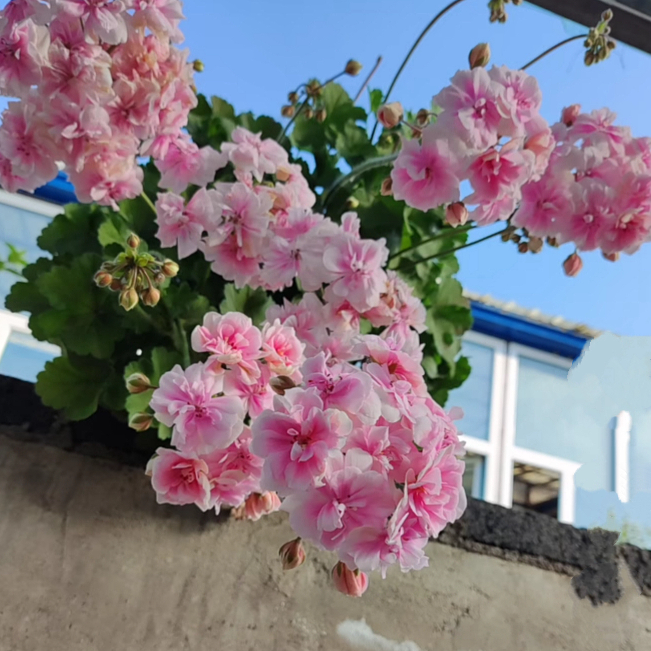 天竺葵花卉【粉色婚纱】勤花重瓣大花球