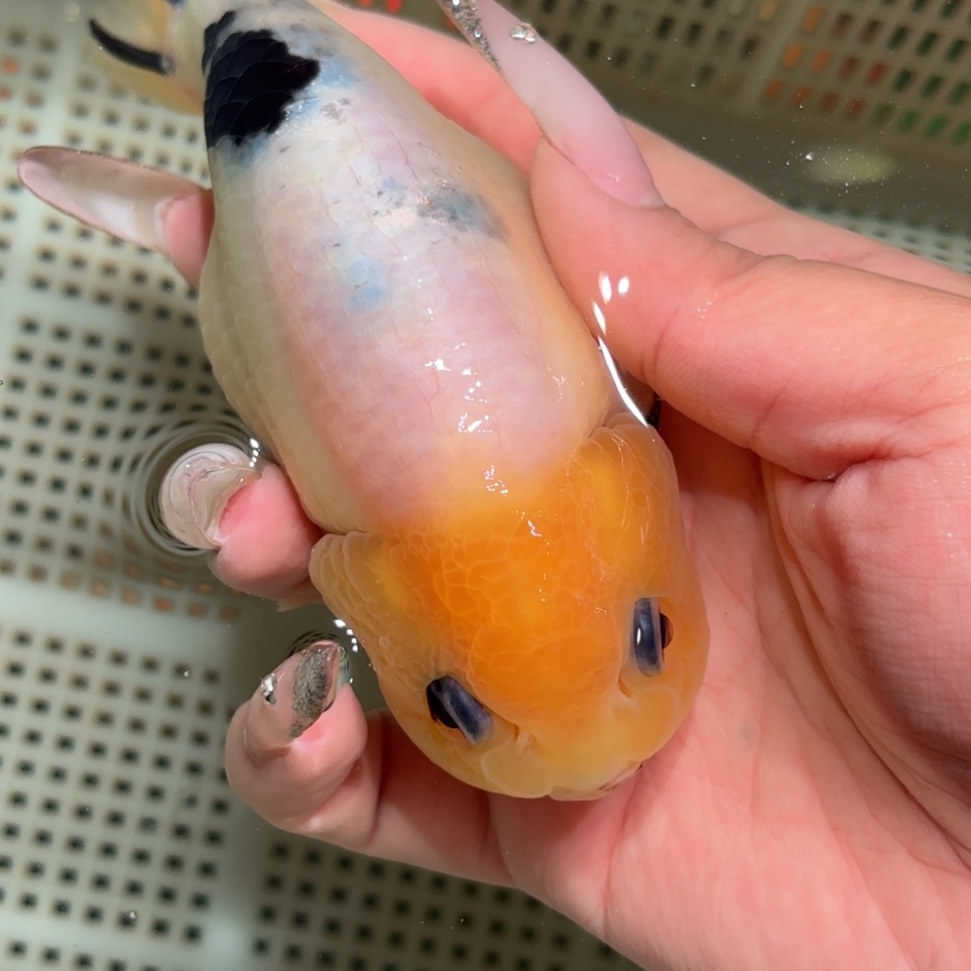 小****金鱼拍包装包邮，不拍包装运费到付