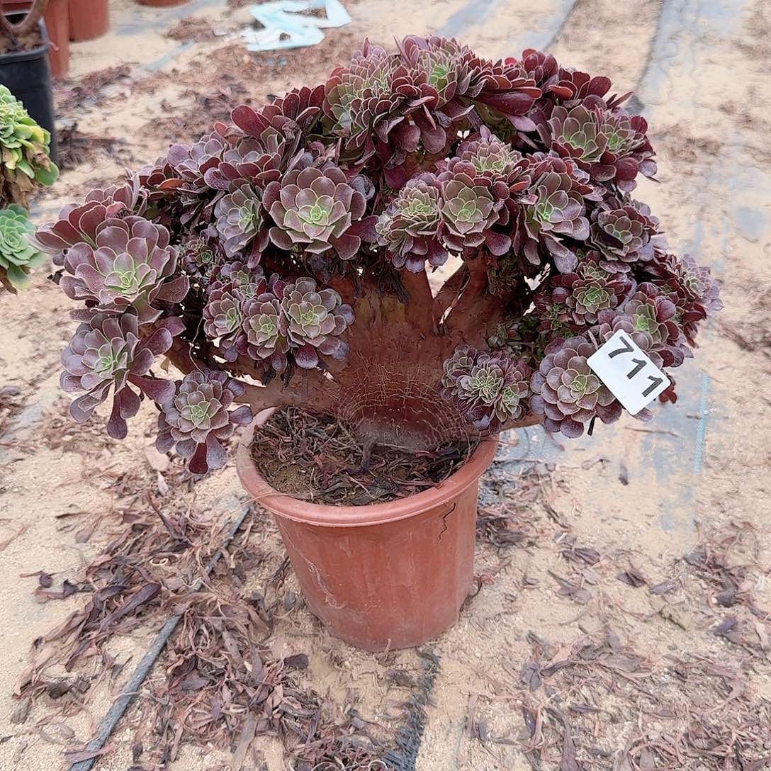 711欧紫朵朵一颗微瑕