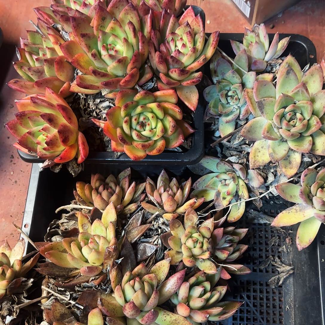 多肉植物宽拍397号