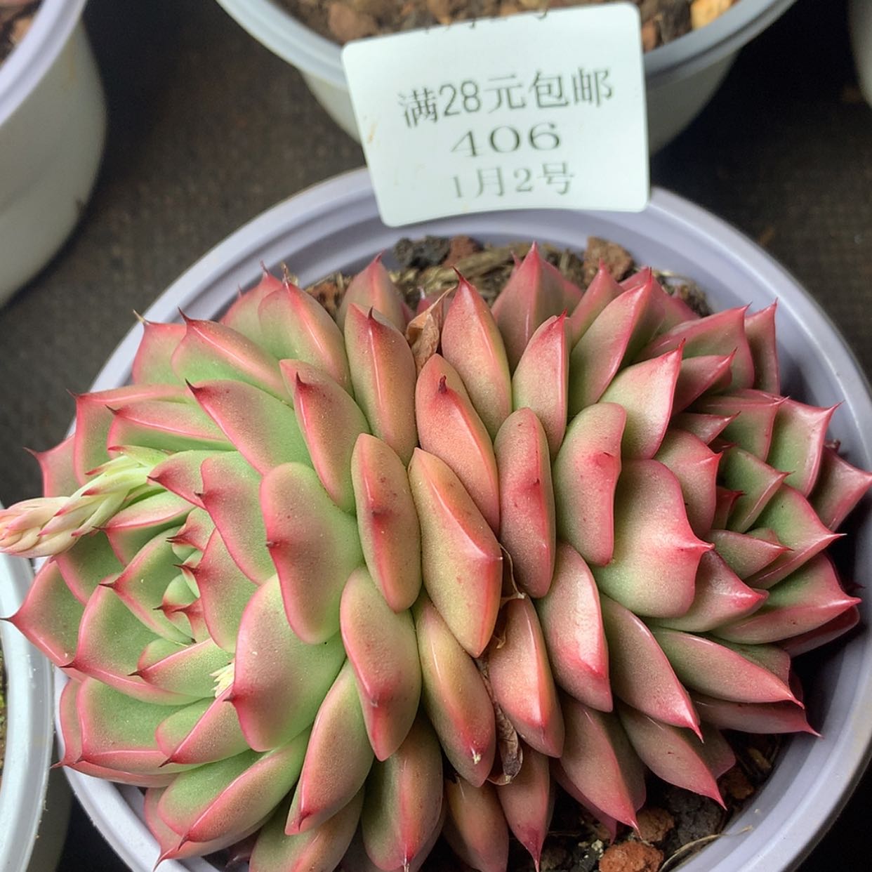 【闪购商品】云406号