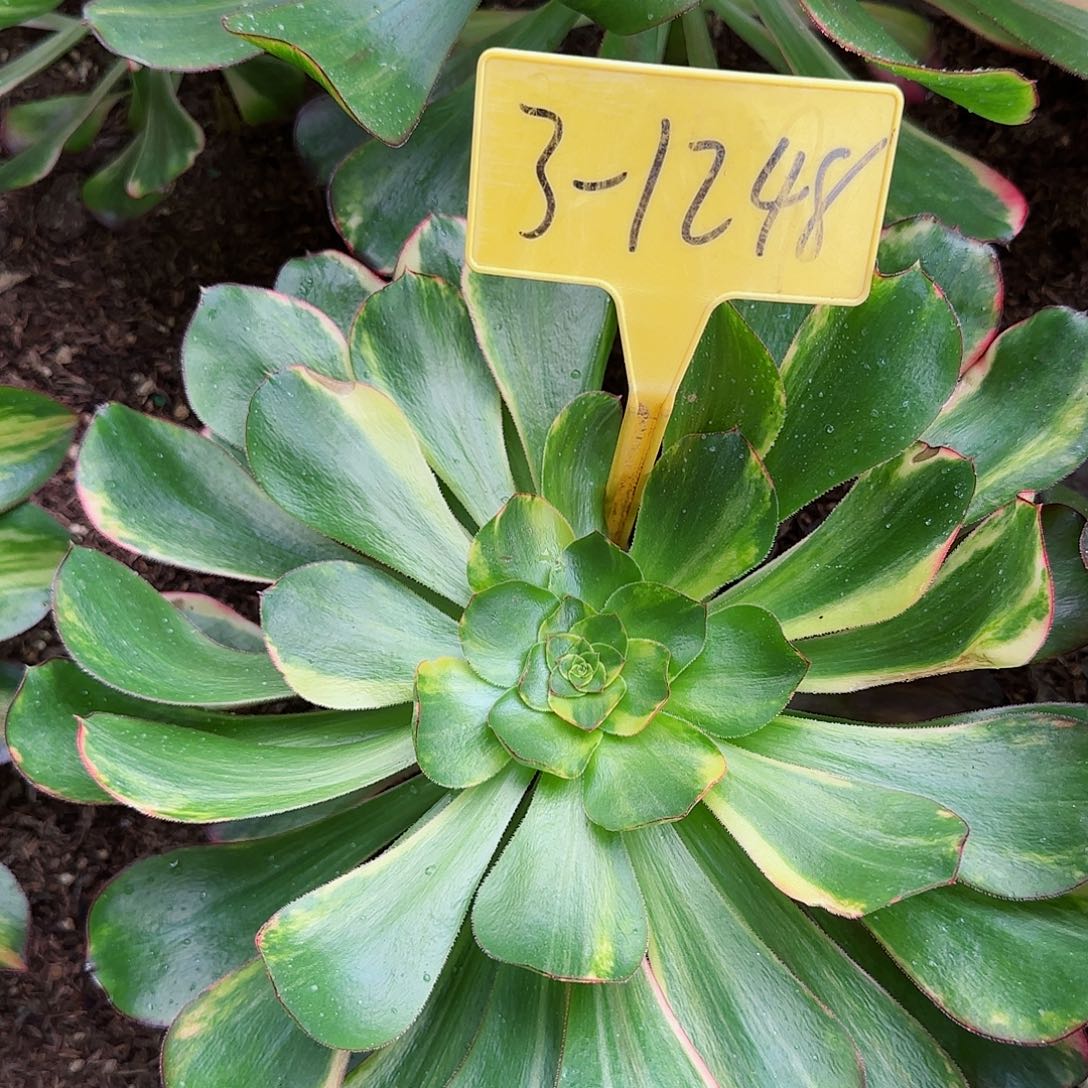 3-1248---多头多肉植物