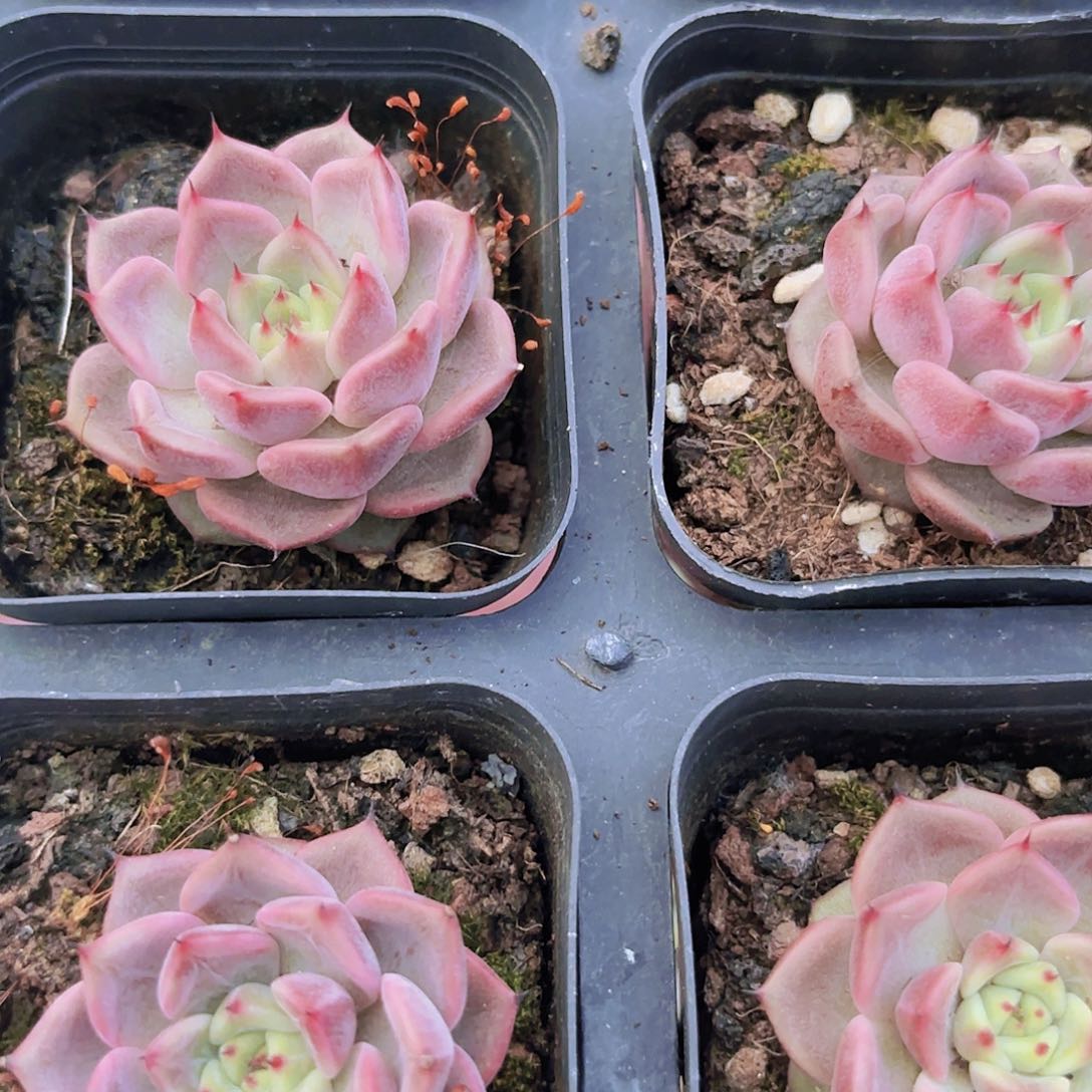 精品神迪多肉植物