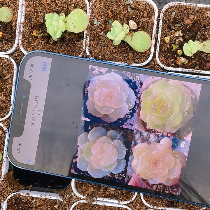 云间甜心中盆一个满25包