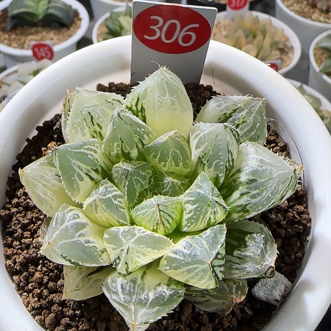 306号大叶楼兰玉露锦 6.5 厘米左右一物一拍带盆发货