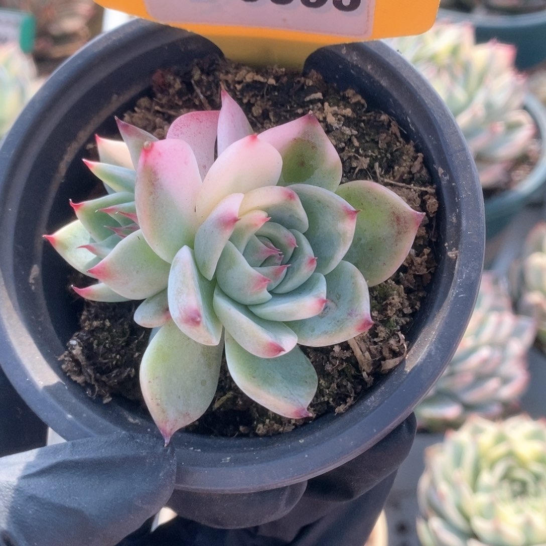 095锦锦锦锦锦锦