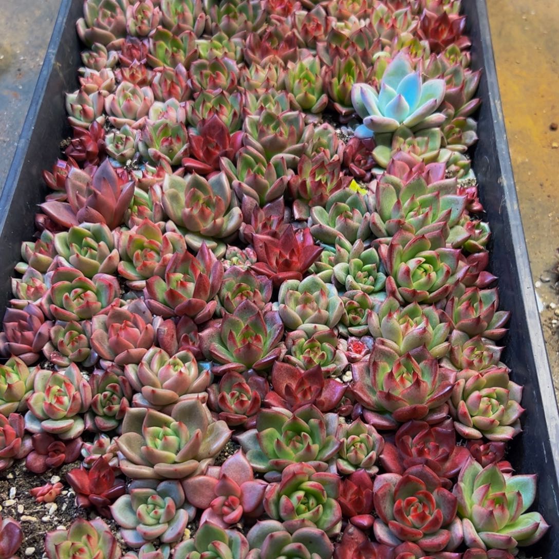 娜***爱040多肉植物的生长发育和
