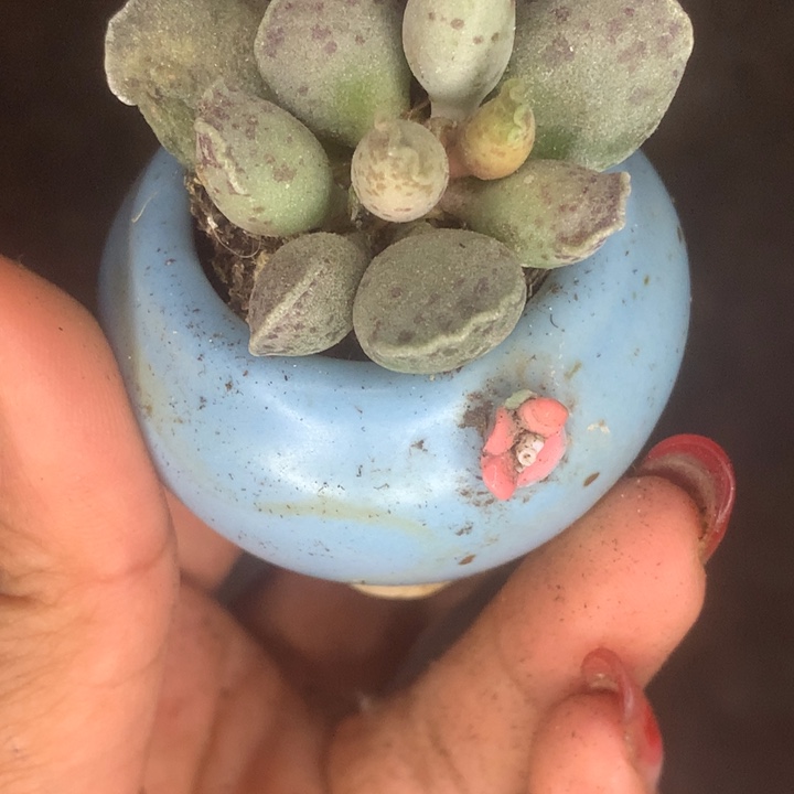 海豹子6颗。包邮。包邮