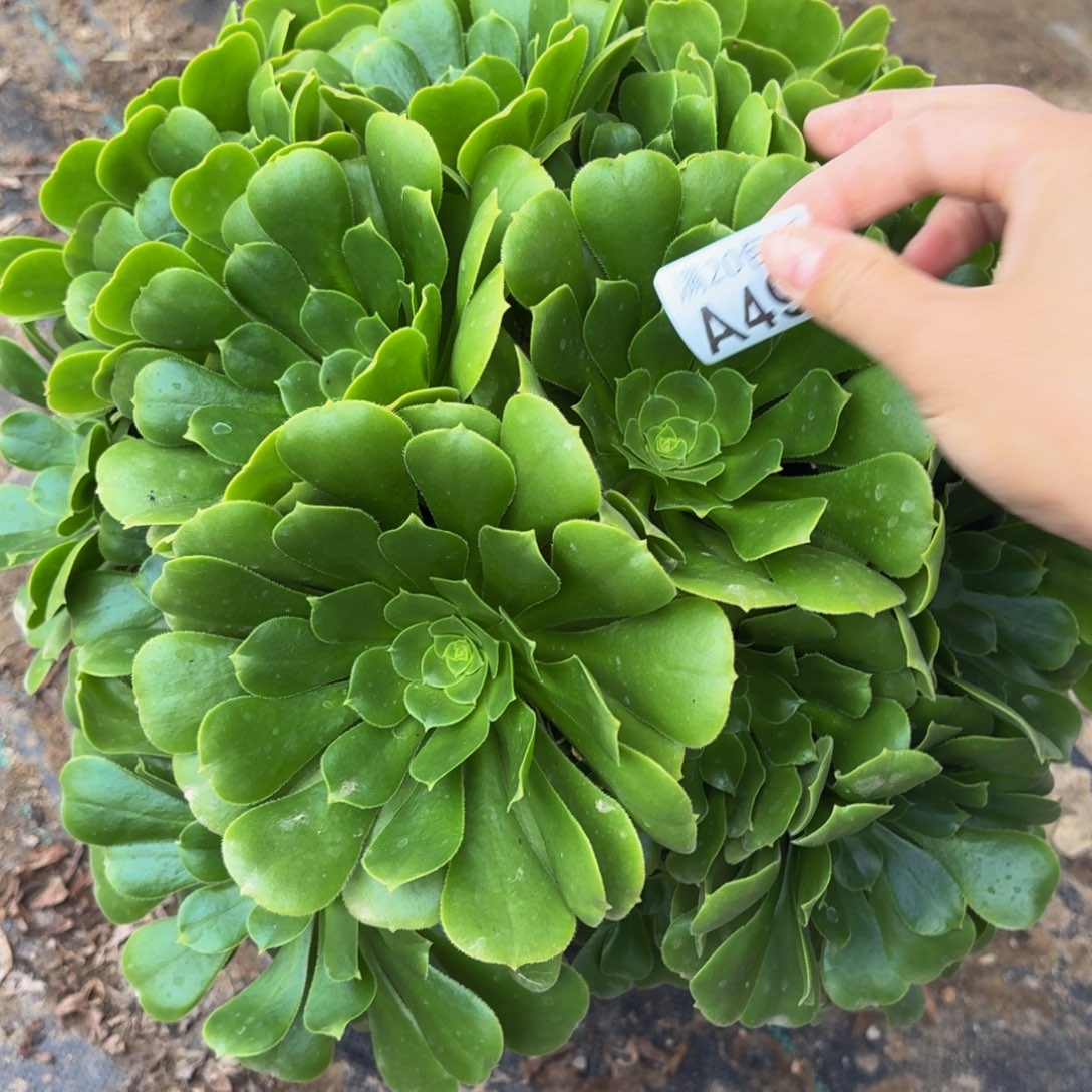 497多肉植物捧花的