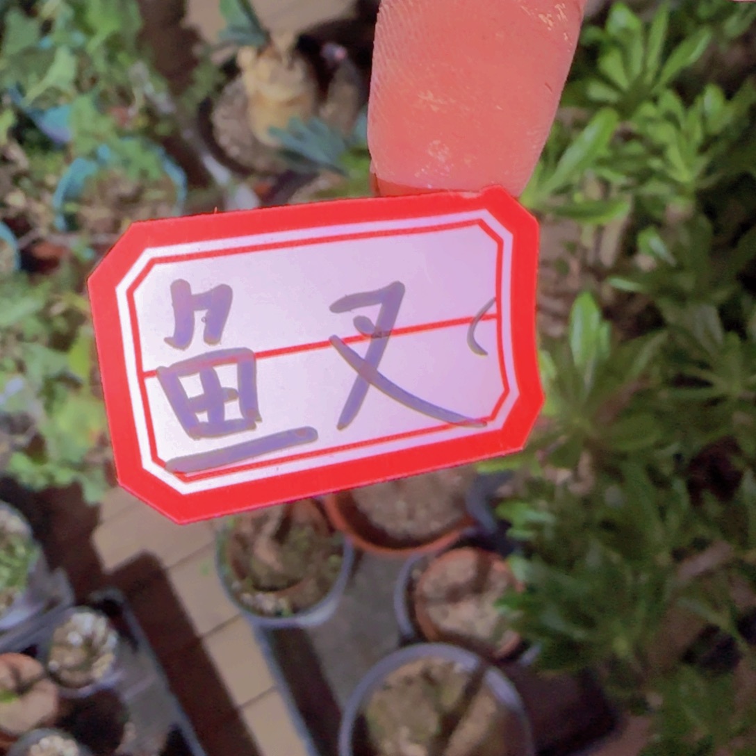块根植物块根植物