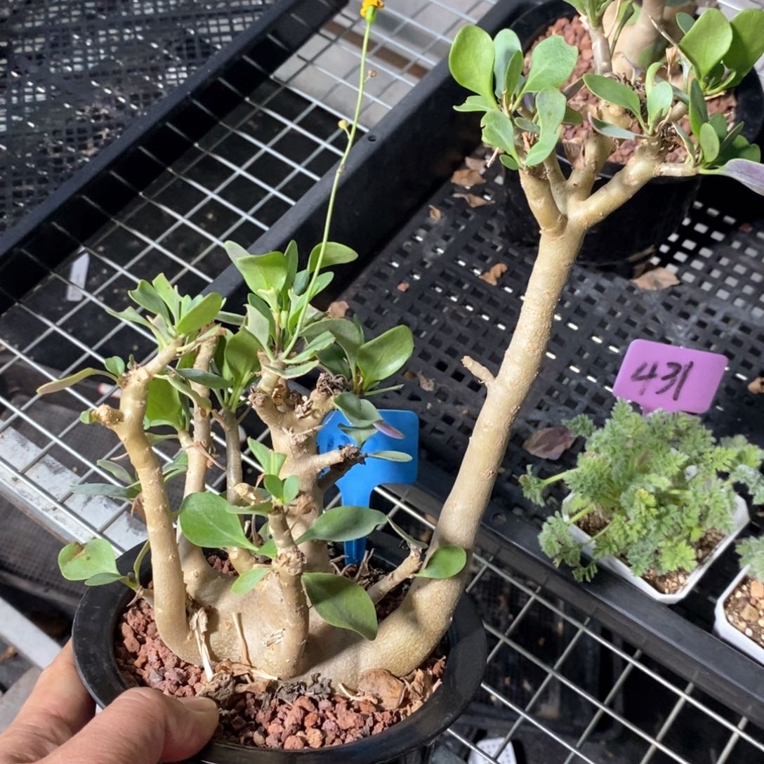 美尻侯钝菊多肉一个