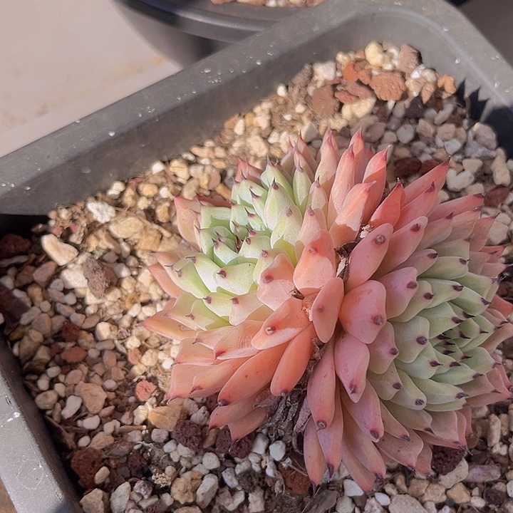 绿爪27122多肉植物