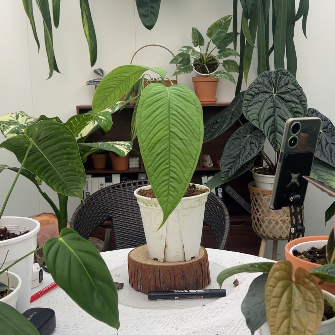 不开花植物青羽花烛