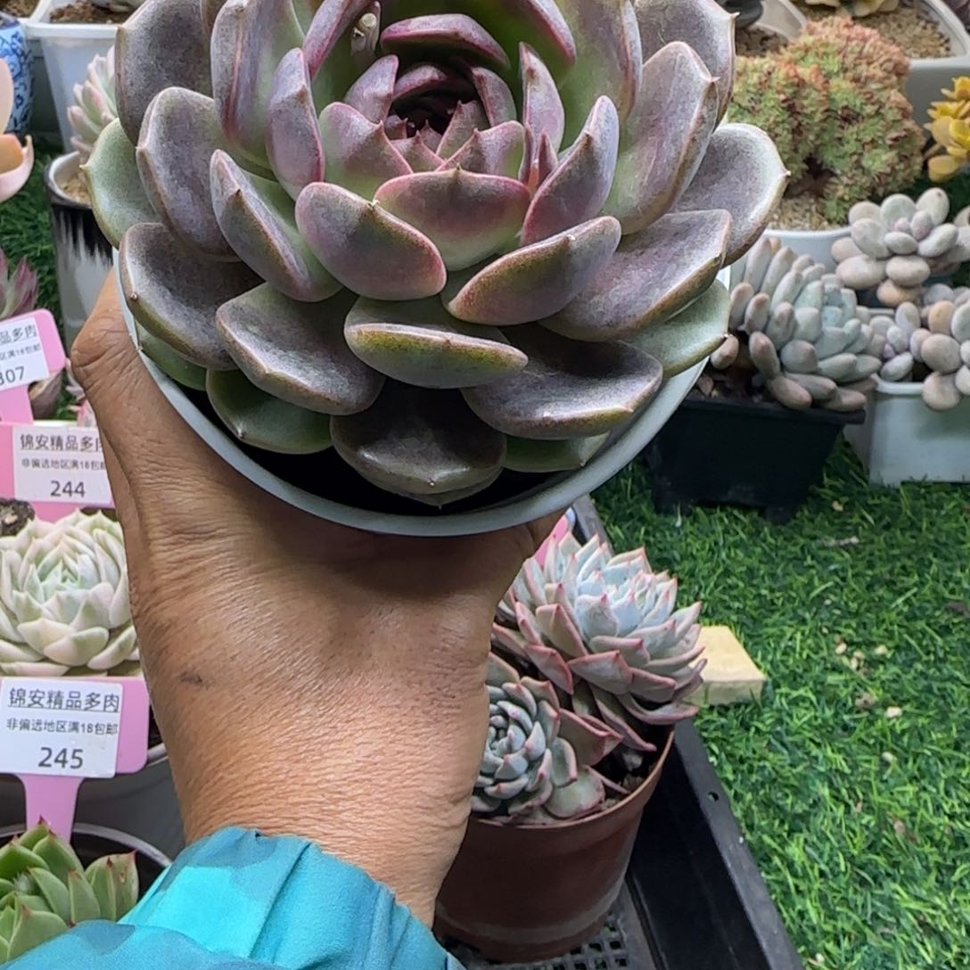 锦安精品多肉植物249