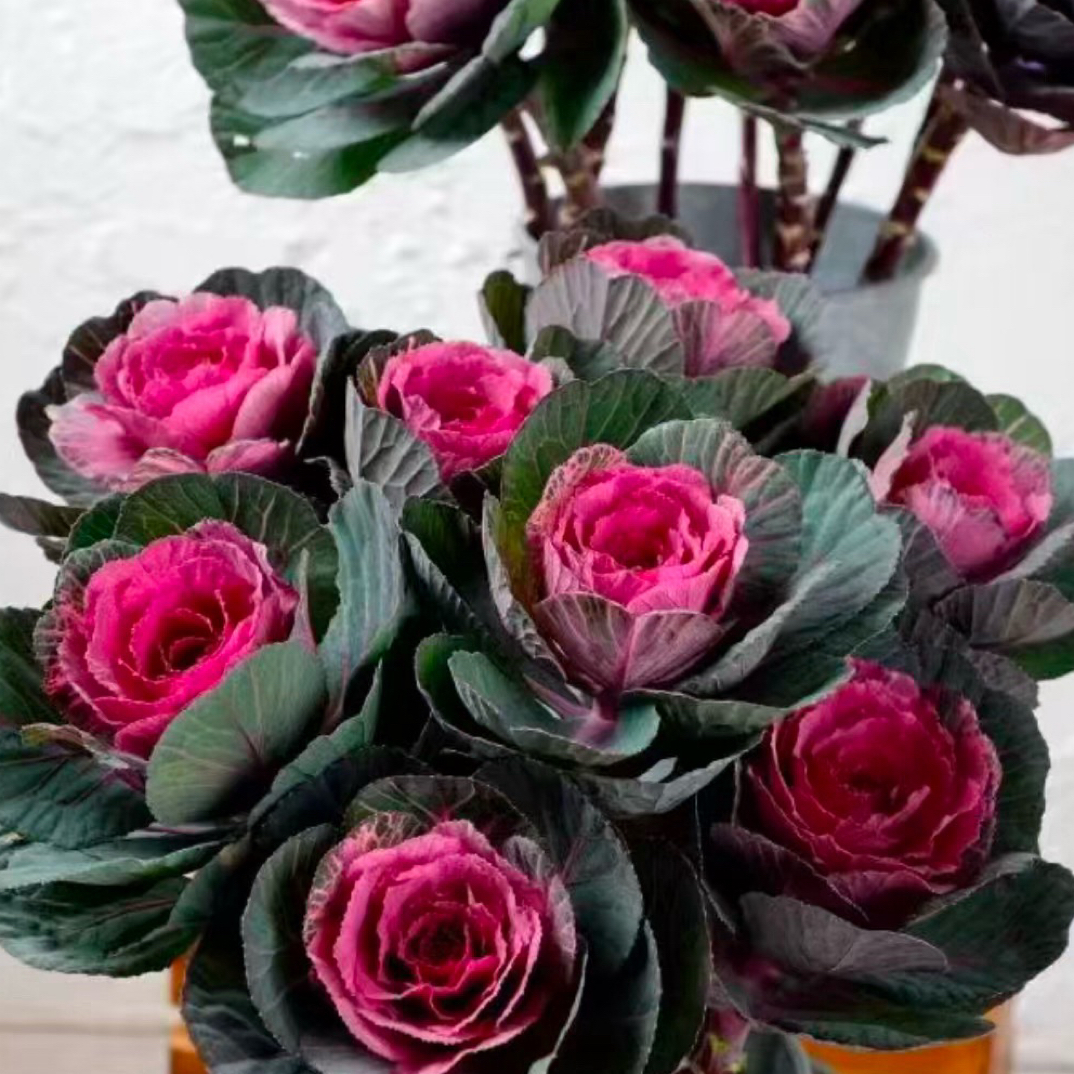 多头羽衣甘蓝盆栽耐寒耐晒适合阳台庭院花卉观赏多年生植物