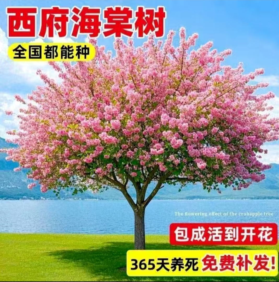 西府海棠春天开花秋天结果浓香型耐高温耐低温，可盆栽可地栽