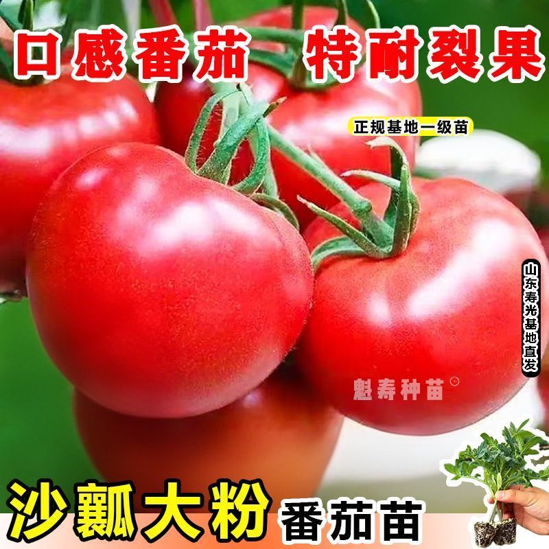 寿光大粉番茄苗秧沙瓤多汁爆甜高产抗病四季盆栽大棚蔬菜苗西红柿