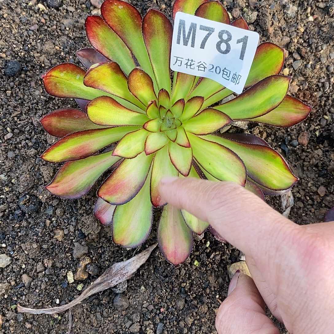 781美姬阴阳多肉植物