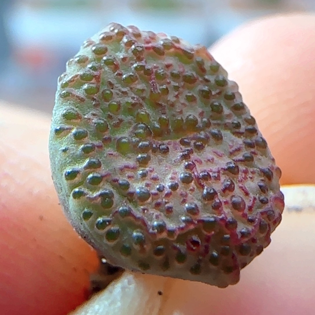 5.24.16/火龙果安贞/