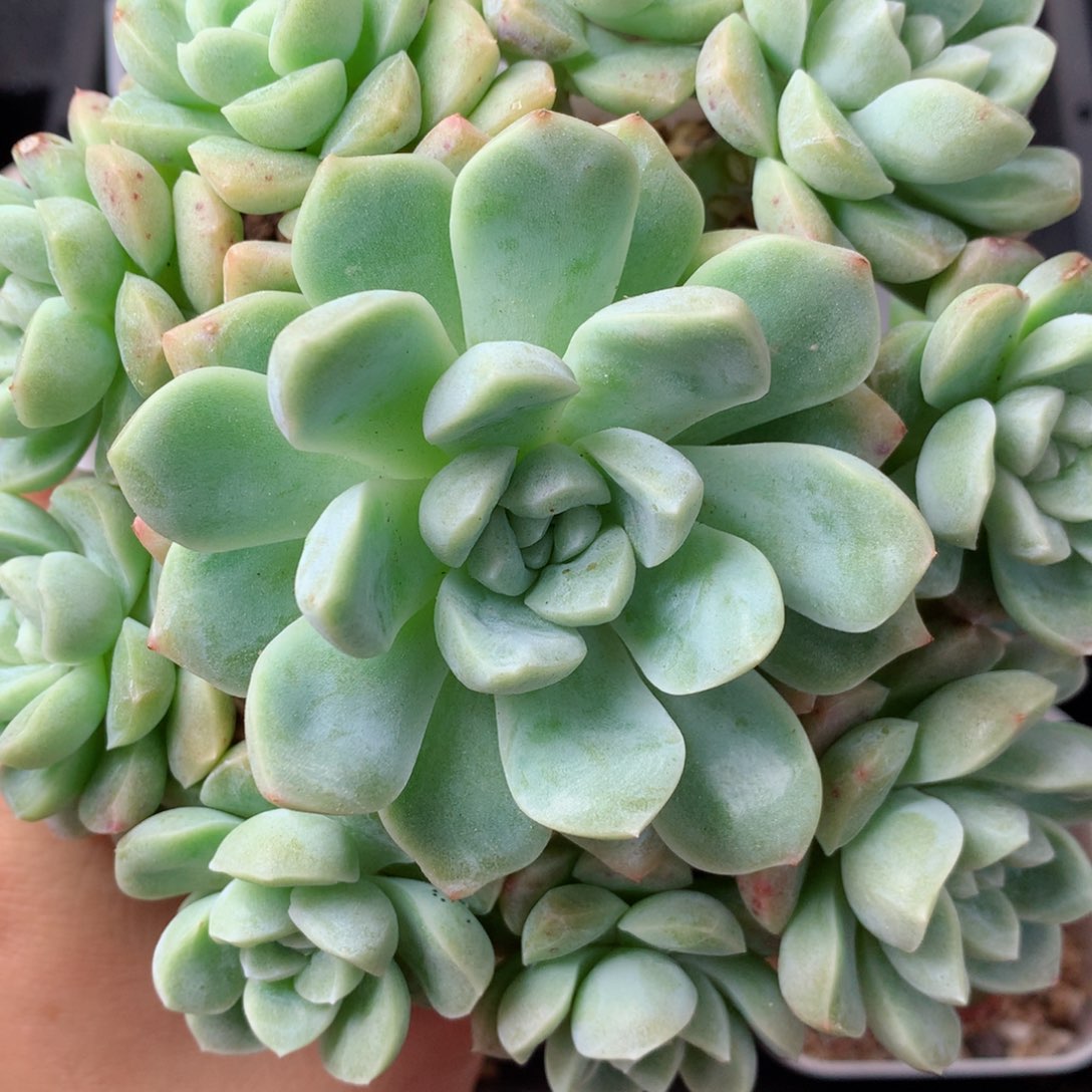 99糖心群58包邮  群生不包整 