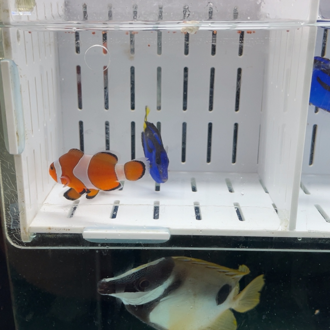 海水鱼蓝调➕野生公子一对