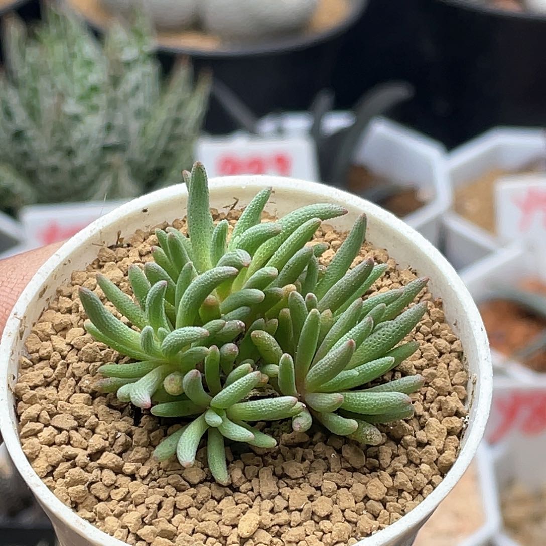 晶珊瑚 致远多肉