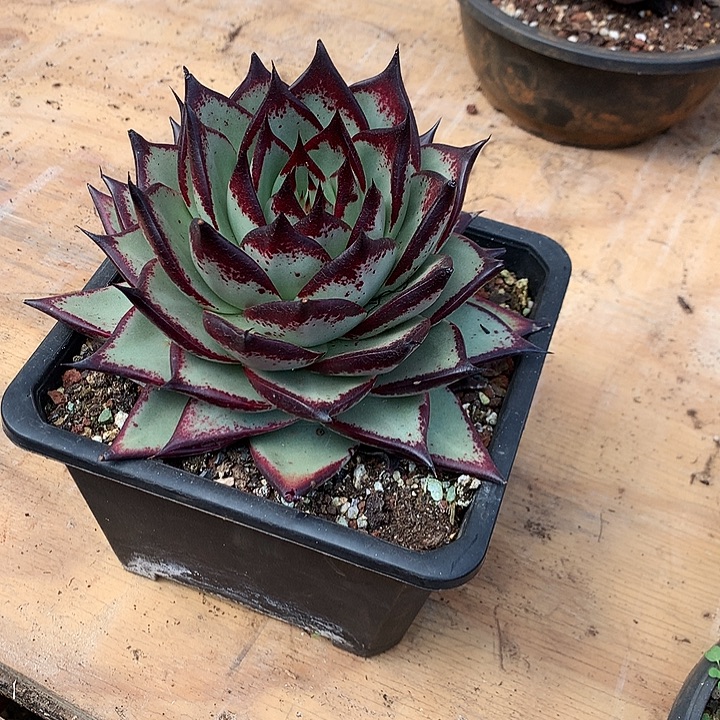 用***2美肉特价活动开始啦