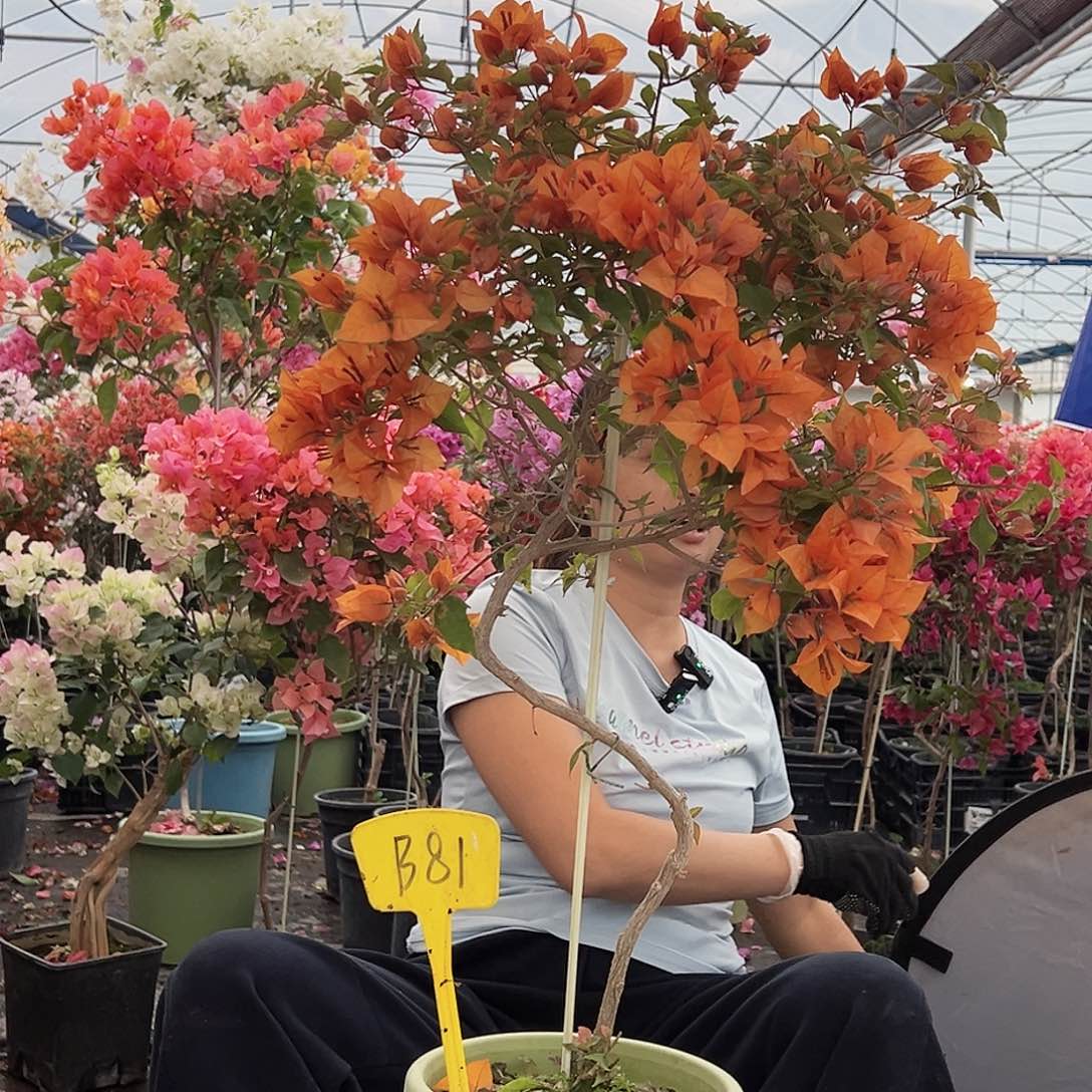 清***茶大部分花苞少量开放B81橙桑巴