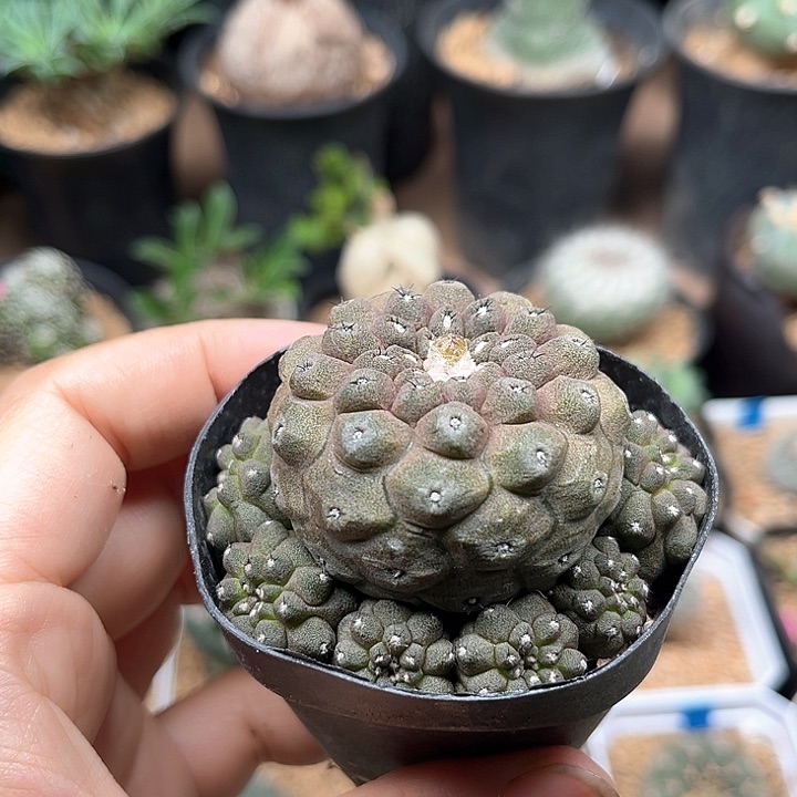 蜥蜴皮母本一颗一颗