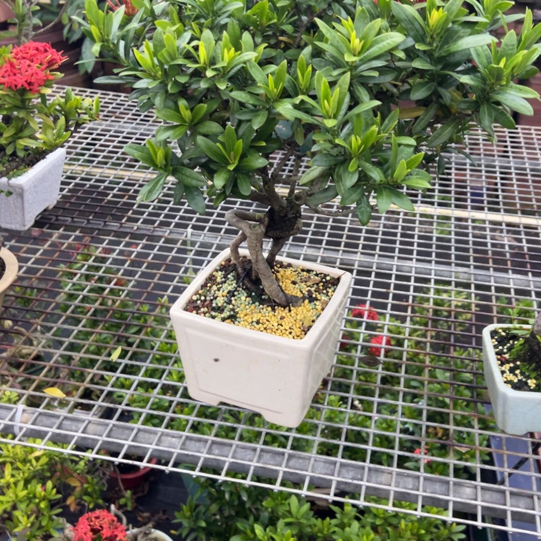 偶***像无花朵龙船花盆景老桩