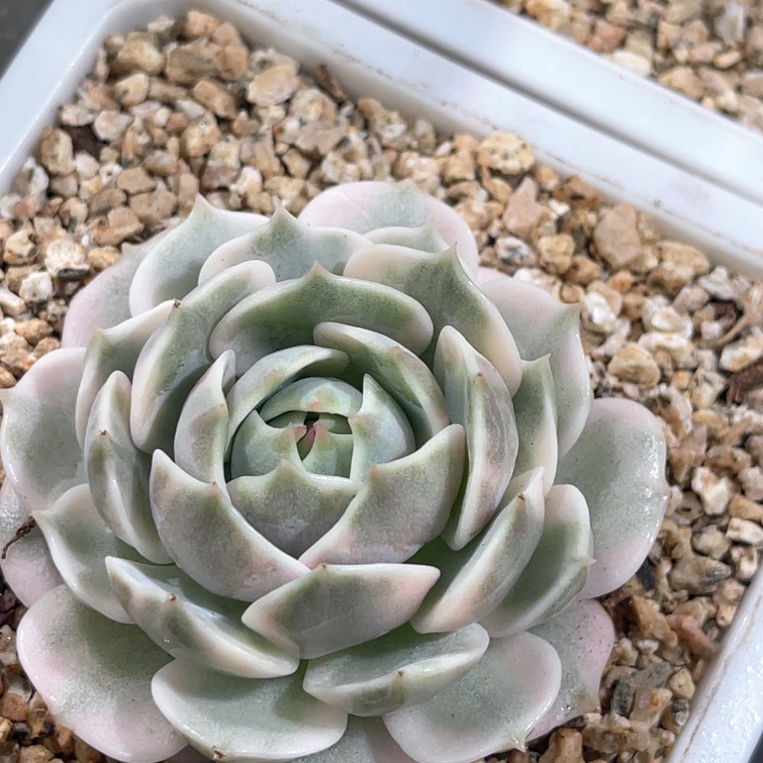 多肉特价露娜莲锦