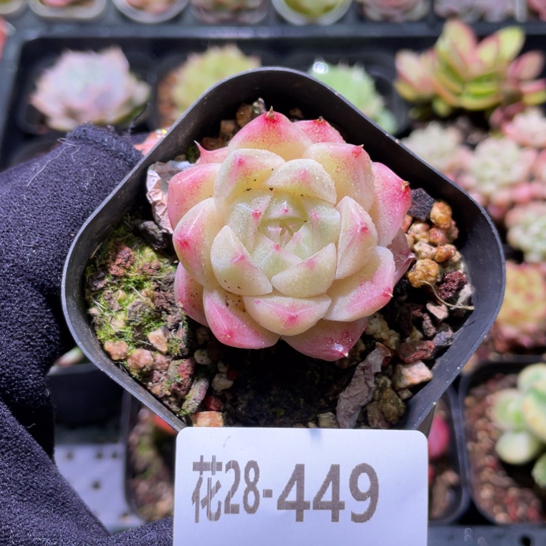 花利美28-449麦秆