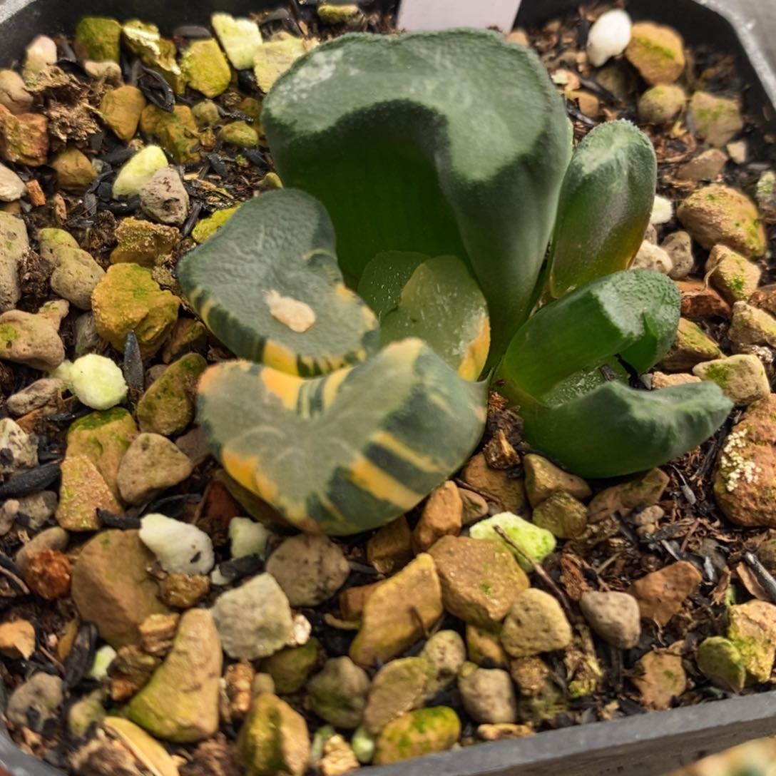 22号大明湖万象锦带盆