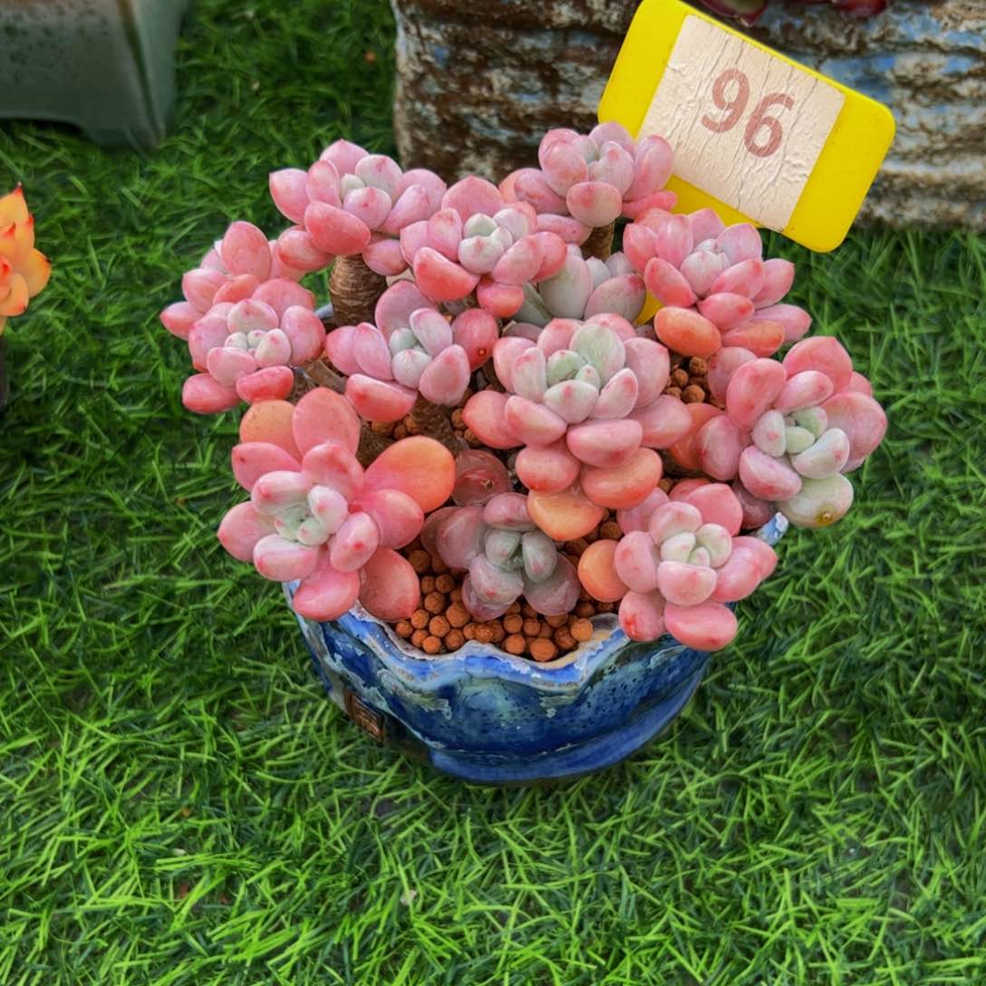 ?*?小老桩白鹭96号