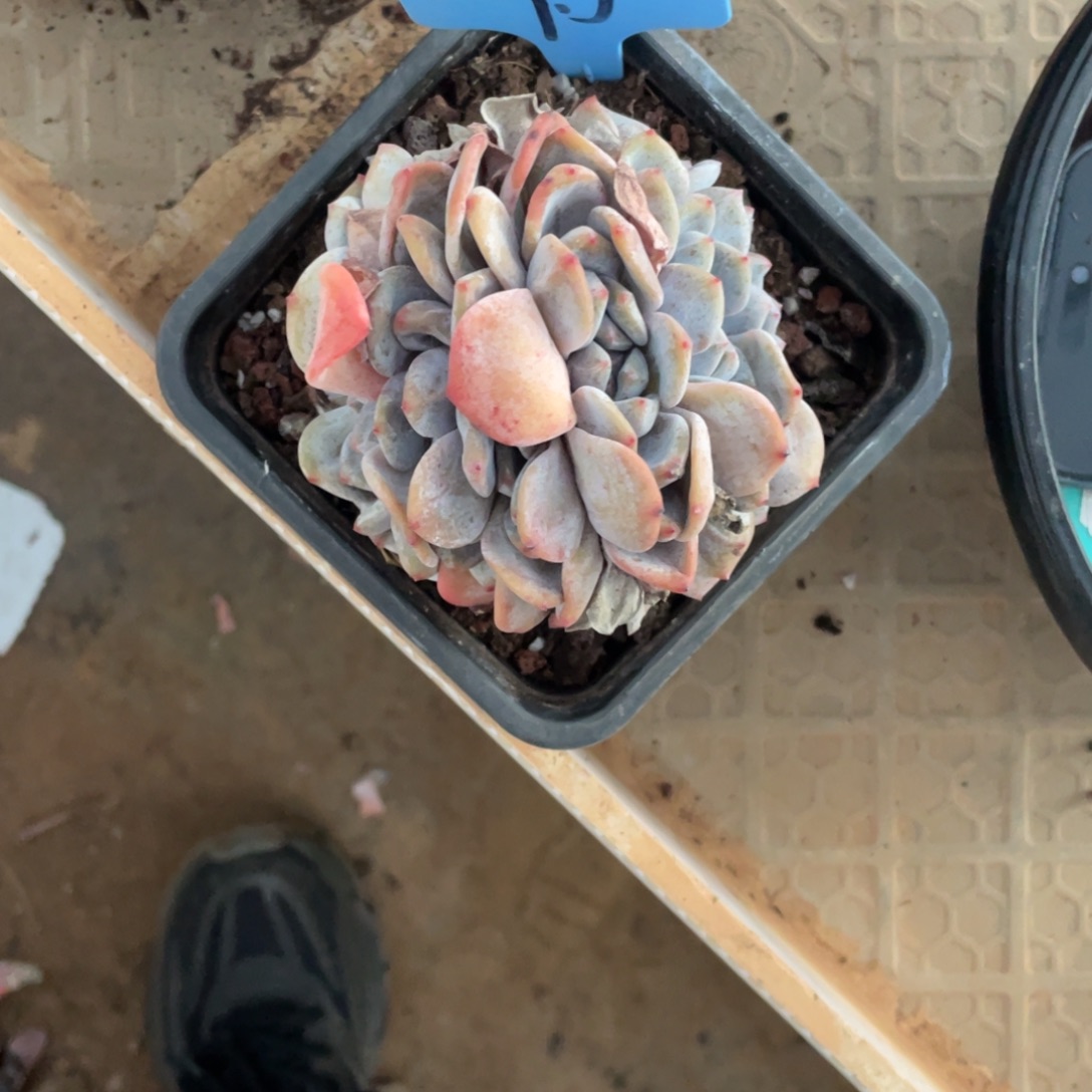 95号星影群生多头