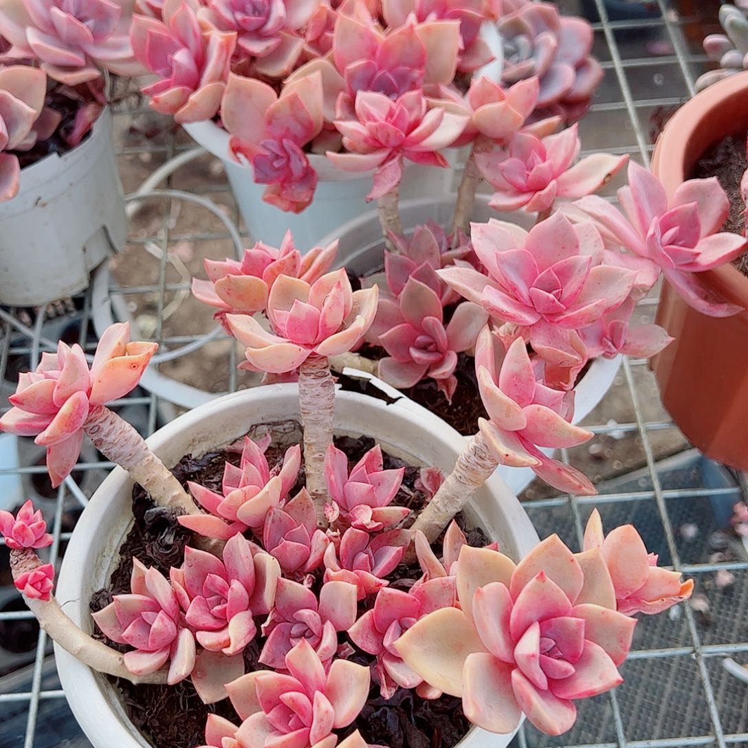 中国初恋多头造型二盆