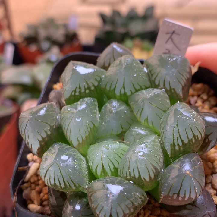 大窗实生玉露一物一拍