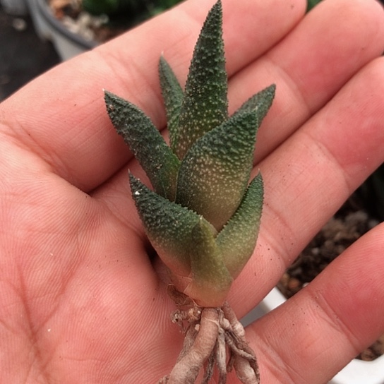 木立龙鳞硬叶多肉