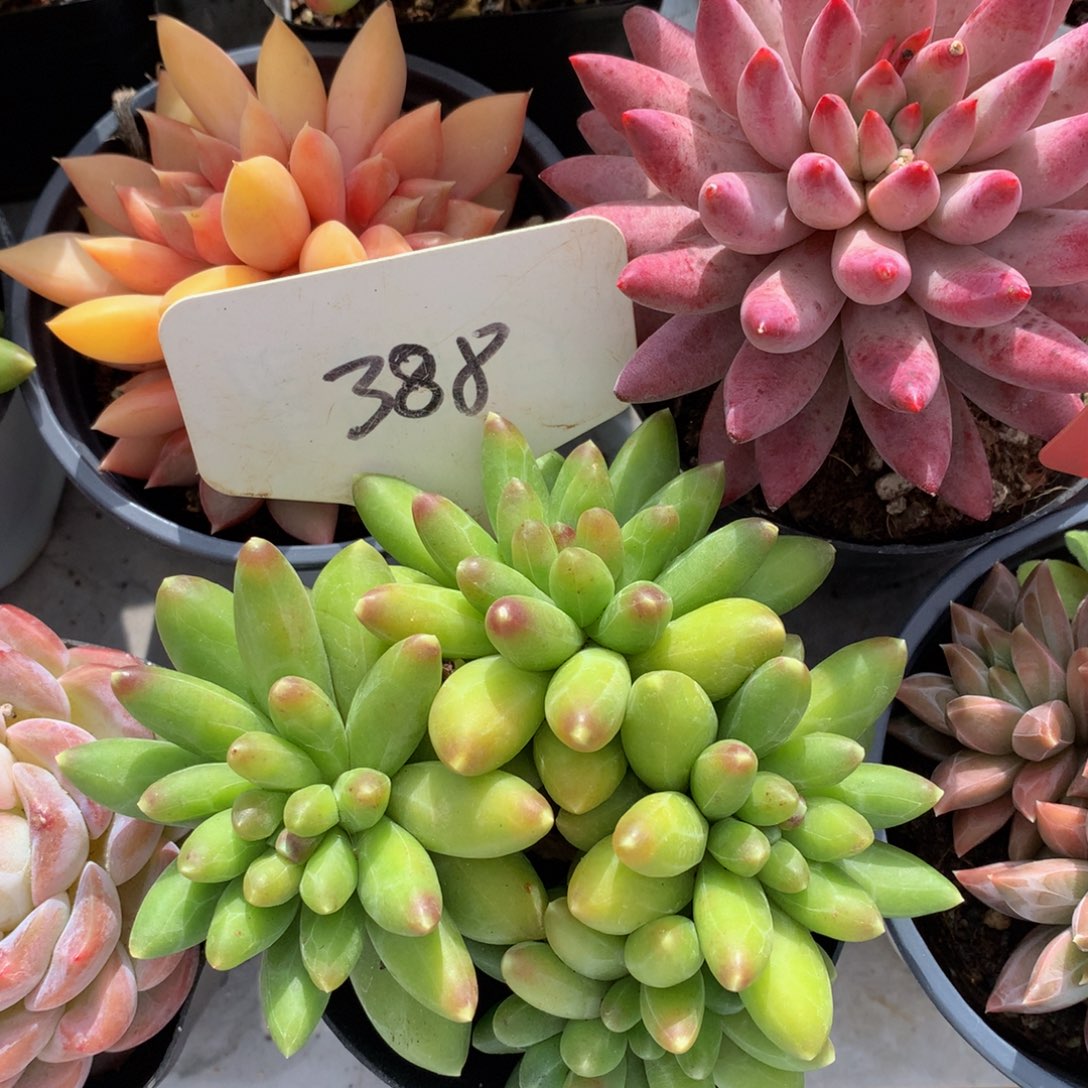 千代田2672727272272