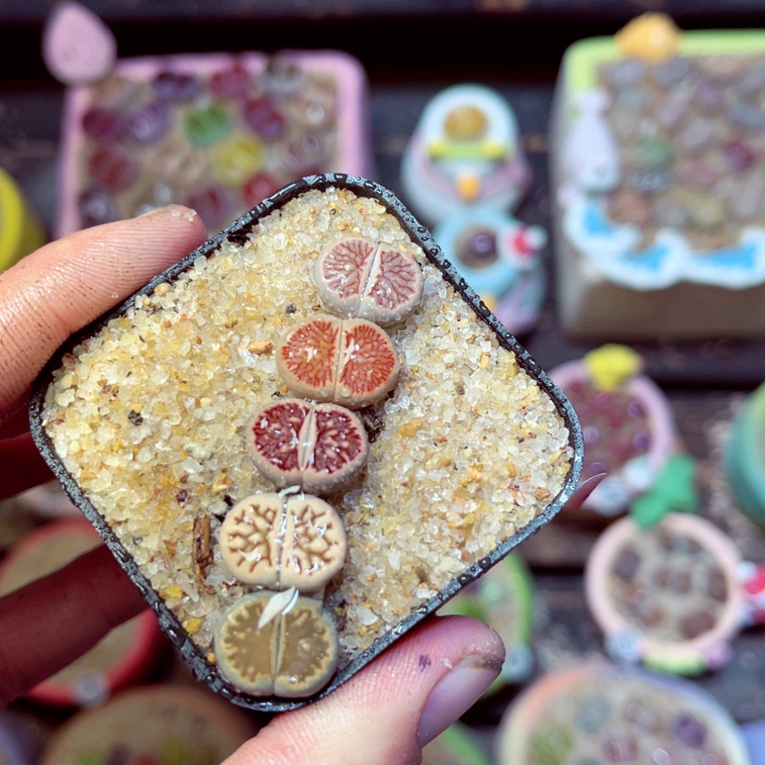 655生石花带盆发1